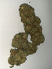 Susz Konopny Bruce Banner 4% CBD 1g